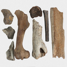 Eiszeit-Set Mammut Bison