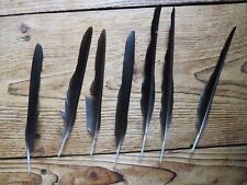 7 x Rabe  Schmuck Feder Tracht Hutgesteck Deko Hut Schmuck !!