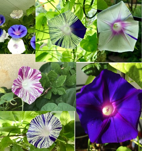 Prunkwinde samen ipomea - 40, samen-ipomea