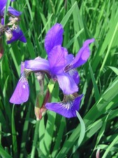 Sibirische Schwertlilie (Iris