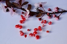 Süßwasser perlen schmuck - rr,