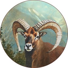 Mufflon Portrait Muffelwild Fell Hörner Schützenscheibe 41 cm 204