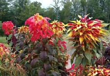 50+ Dreifarbige Amaranth, Papageienkraut, Amaranthus tricolor