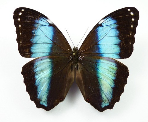 Morpho helenor ssp - .,