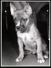 Fotografie Röhnert, Berlin, Hund - Boxer Welpe 