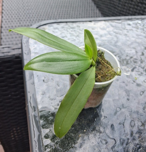 Phalaenopsis amboinensis