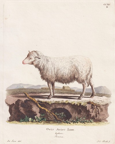 Hausschaf schaf sheep schäfer - hausschaf,