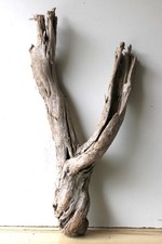 Treibholz Schwemmholz Driftwood  1 XXL  Wurzel Dekoration Terrarium 90 cm hoch