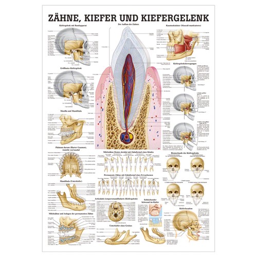 Zähne und kiefergelenk - zähne,