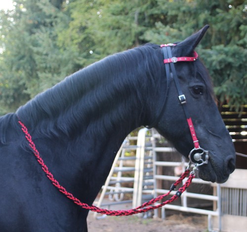 Tolle einohrtrense mit - tolle,