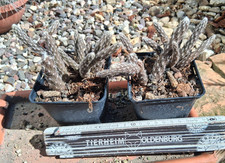 Pterocactus tuberosus