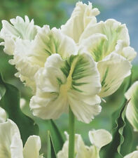 10 oder  20 Papagei Tulpen  Super Parrot  Blumenzwiebeln Lieferbar 9.9.