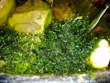 Javamoos, Taxiphyllum barbieri für Aquarium, Terrarium.