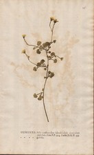 Othonna Africa flower botany