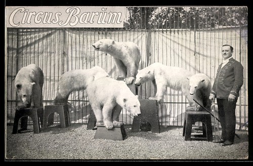 Zirkus barum eisbären - zirkus, eisbären-show
