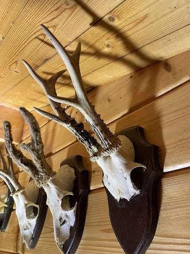 Jagdtrophäe reh rehgeweih - jagdtrophäe,