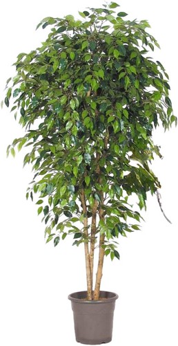 Artplants deko birkenfeige - artplants,