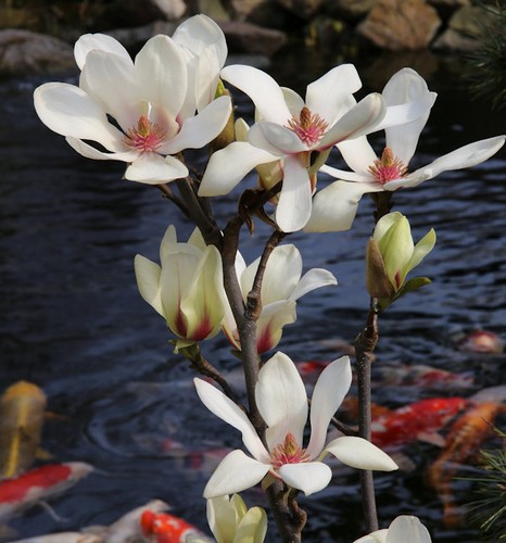 Magnolie sunrise 60cm - magnolie,