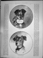 Alter antiker Druck 1890 Welpe