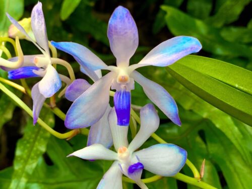 Vanda neofinetia hybride new - neofinetia,