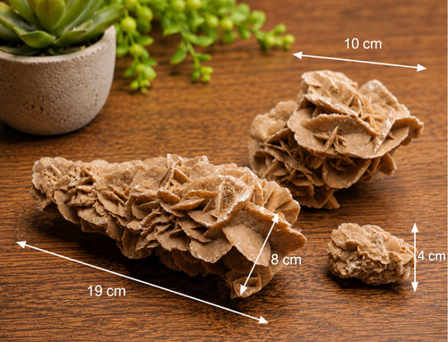 Wüstenrose desert rose - /,