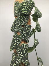 Scindapsus Snake Skin