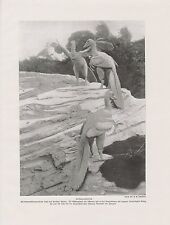 Archaeopteryx Archosauria Urvögel DRUCK von 1912 Rekonstruktion