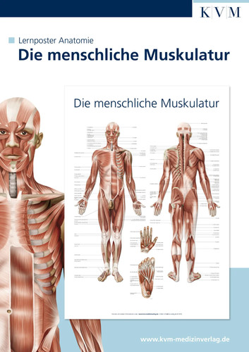 Anatomie lernposter die - lernposter.,