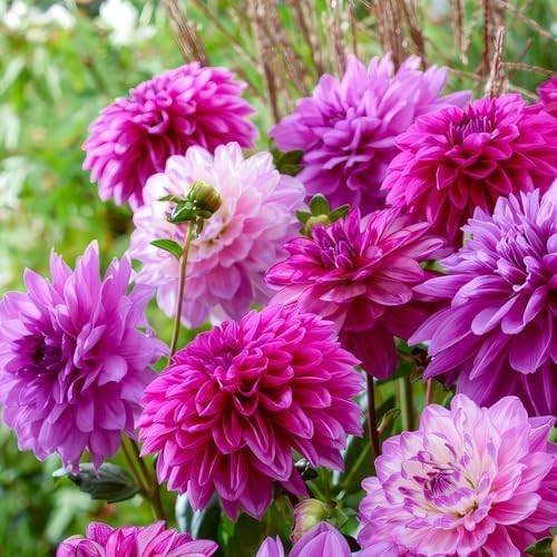 Dahlien knollen blumenzwiebeln - dahlien,
