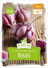 FLORTUS 2000-2453 XXL Winterpflanzknoblauch Morado (Pflanzknoblauch)
