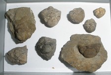 Trilobiten Sammlung Eifel