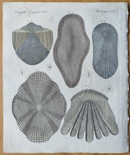 Microscopy Fish Scales #