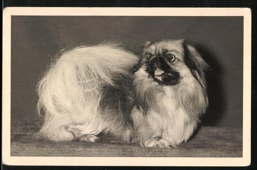 Fotografie hund pekinese - hund,