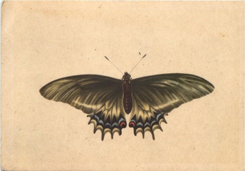 Schmetterling - ,