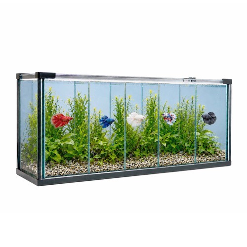 Ft61 zucht aquarium - ft61, zucht-aquarium