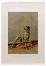 Graf Maud 1864 1943 Power Dog