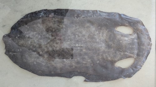 Perlrochen große haut natur - große,