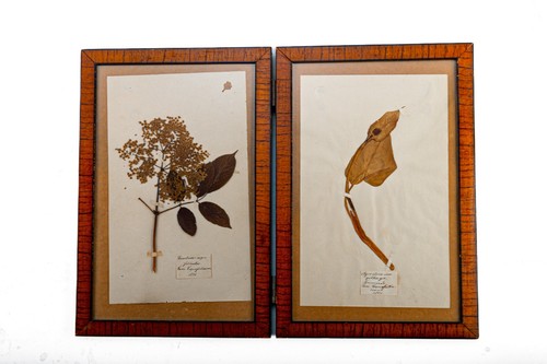 Antikes herbarium diptychon - herbarium, um