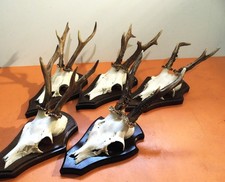 Rehbock Gehörn Geweih Reh