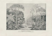 Karbon Pflanzenformen Schachtelhalme DRUCK von 1901 Schuppenbäume Farne