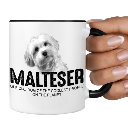 Malteser maltese hund official - hund,