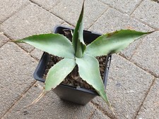 Agave ovatifolia - extrem