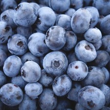 Heidelbeere Denise Blue -