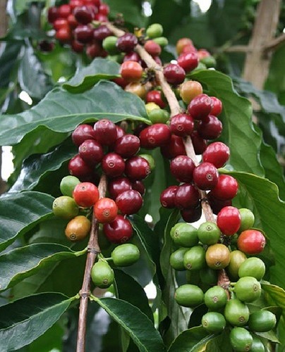 Kaffeebaum geschenkeideen - kaffeebaum,