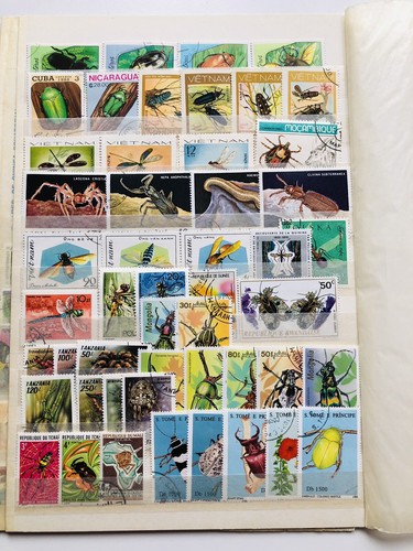 Sammlung insekten auf - sammlung,
