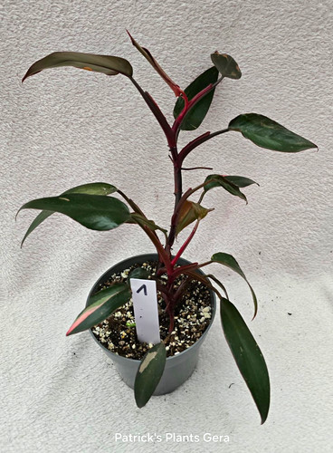 Philodendron pink princess mit - pink,