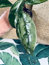 Rare Hoya Carnosa AH-074