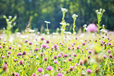 50qm Kaninchengarten Samen Saatgut Aussaat Gras Tierfutter Kaninchen Saat Hase