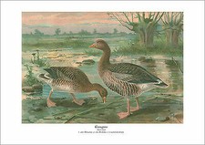 GRAUGANS ANSER ANSER WEICHEN