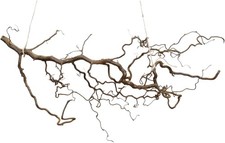 Dekozweig Korkenzieherhasel